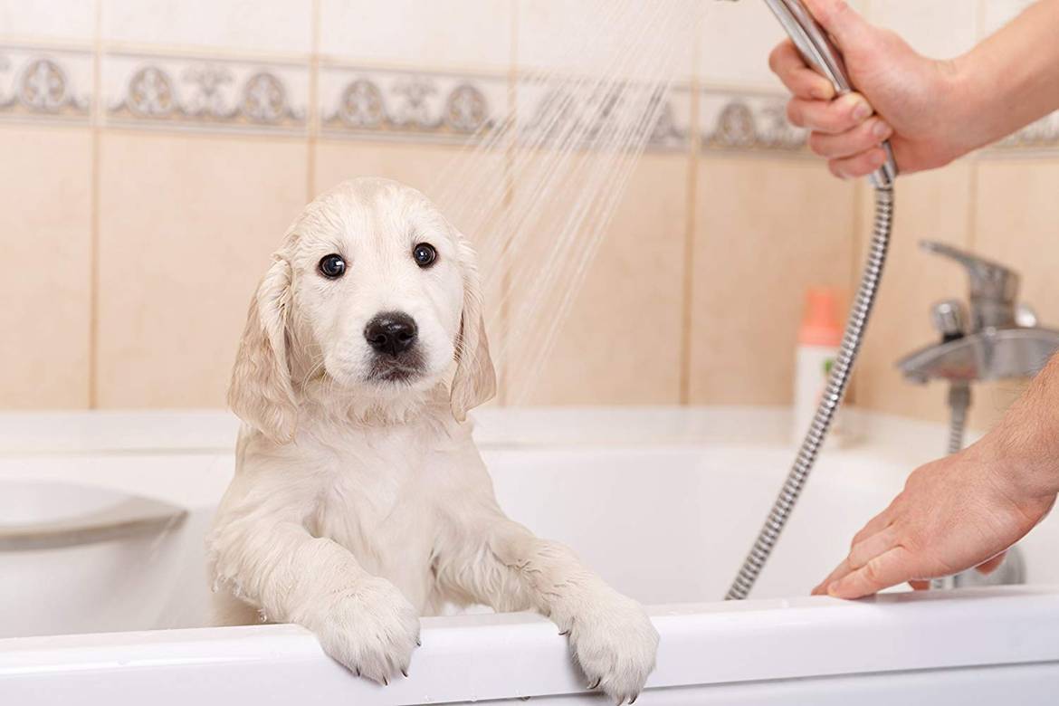 Можно мыть собаку человеческим шампунем. Мытье собаки. Груминг мойка.