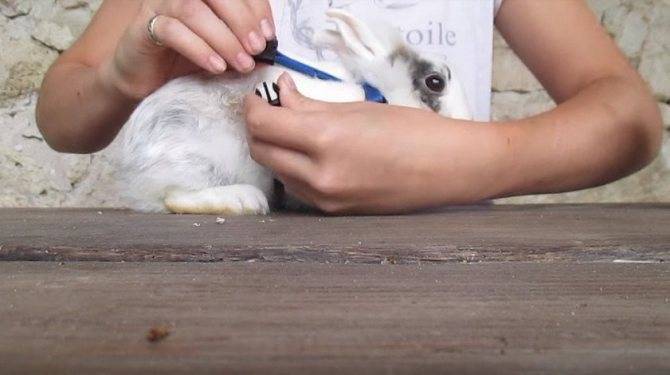 Как приучить кролика к рукам: особенности дрессировки, правила и способы