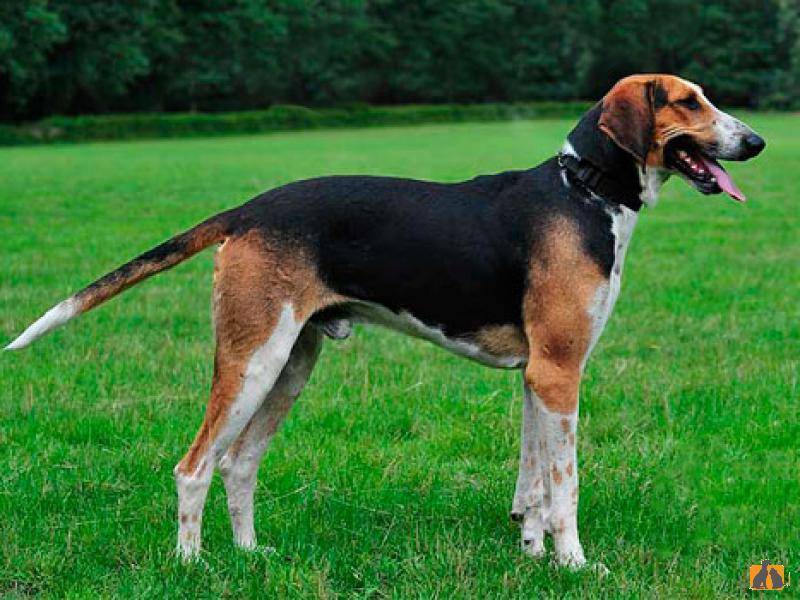 Разновидности аристократической гончей собаки: французский харьер, европейский, американский и другие бигли