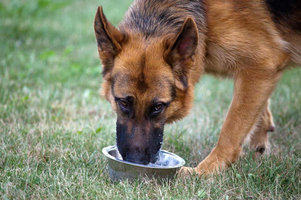 Собака пьет много воды и мочится, в чем причина?
