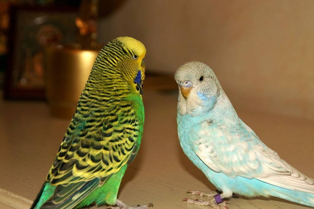 Голубой волнистый попугай (15 фото): особенности ухода за попугаями голубого цвета, влияние окраса на характер