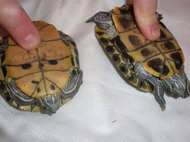 Красноухая черепаха мальчик или девочка. как узнать пол красноухой черепахи. другие признаки красноухих черепах