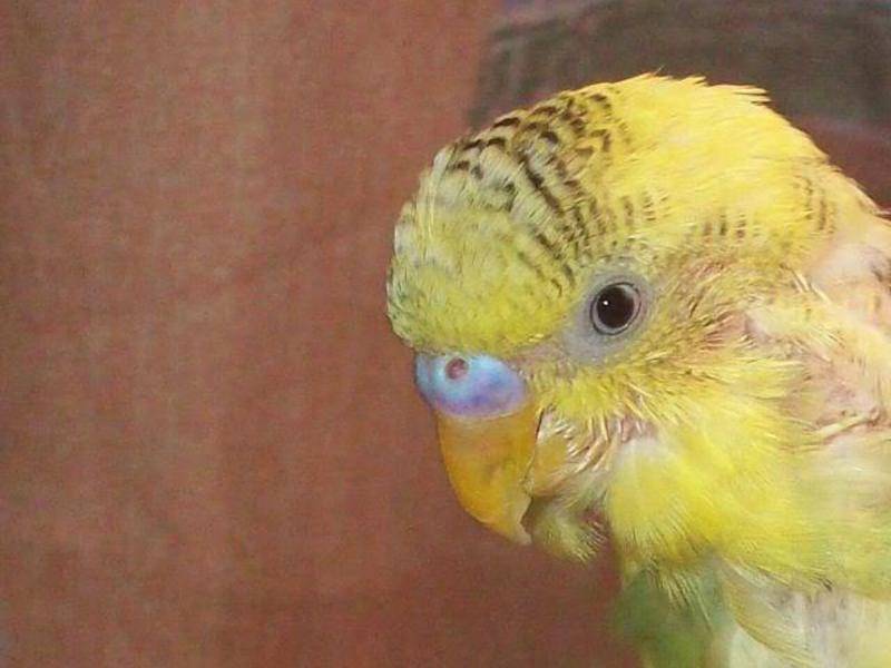 На вопрос: «почему у попугая выпадают перья?» – ответить можно только после изучения сопутствующих симптомов