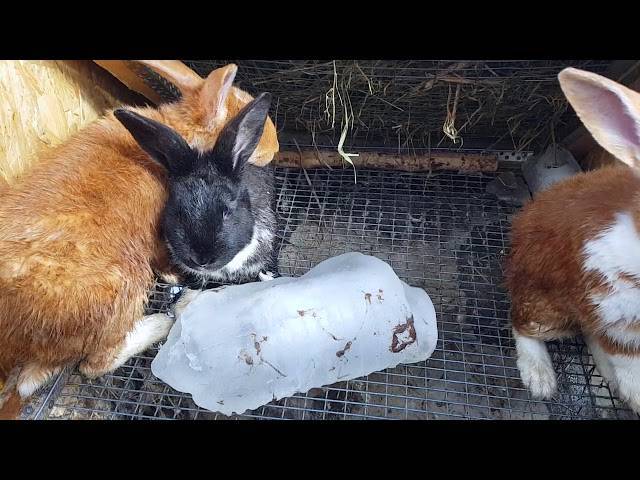 Чем кормить кроликов в зимнее время: составляем рацион и соблюдаем режим
