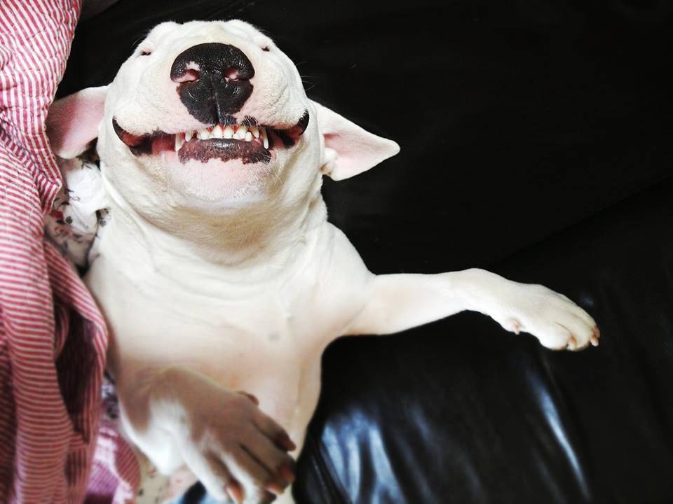 10 самых опасных пород собак, запрещённых во многих странах | youfact.tv