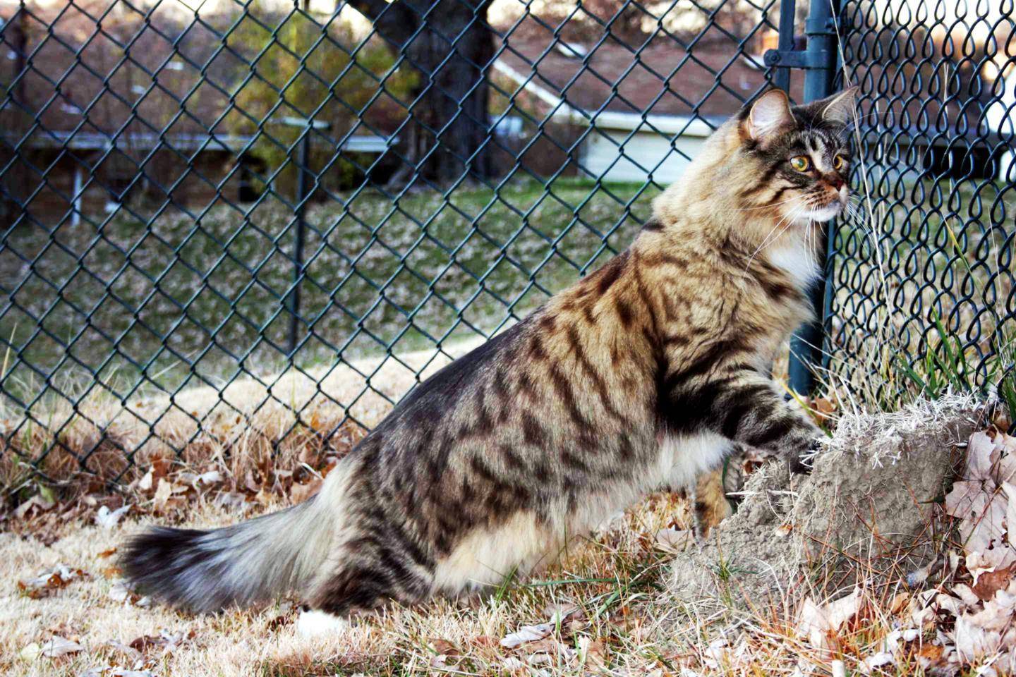 Описание и фото мэнской кошки согласно стандарту породы, особенности содержания мэнкса