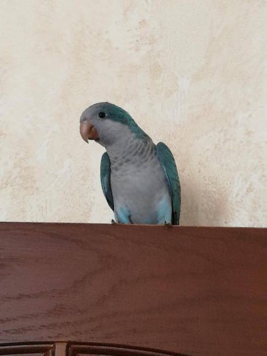 Попугай квакер (21 фото): описание попугая монаха, особенности попугаев синего, голубого и других окрасов