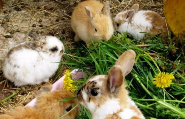 Можно ли кроликам давать горох, его стручки и ботву?