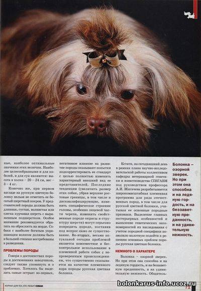 Русская цветная болонка: фото и описание породы собак
русская цветная болонка: фото и описание породы собак