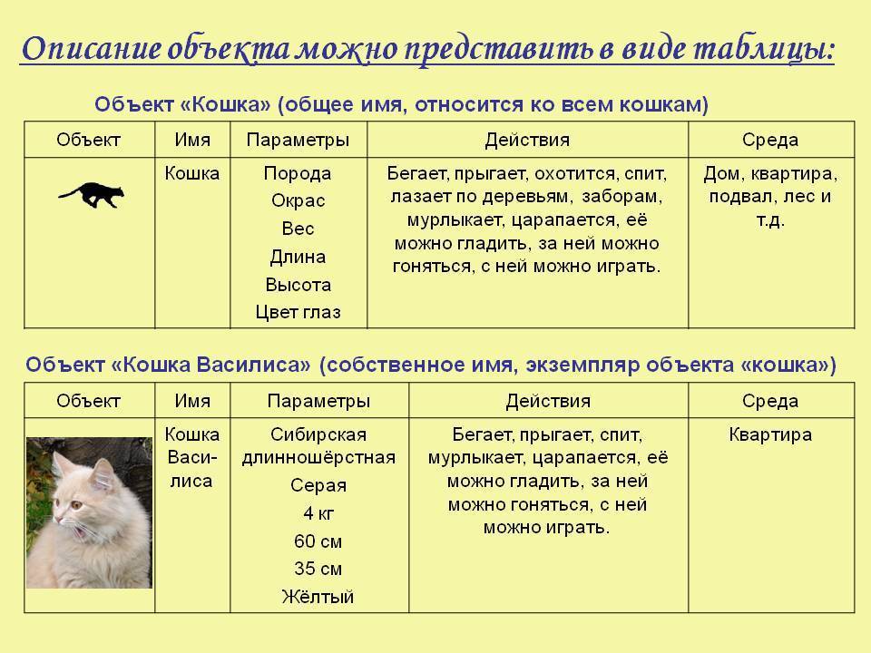 Как определить возраст котёнка: по весу, размеру, зубам, глазам