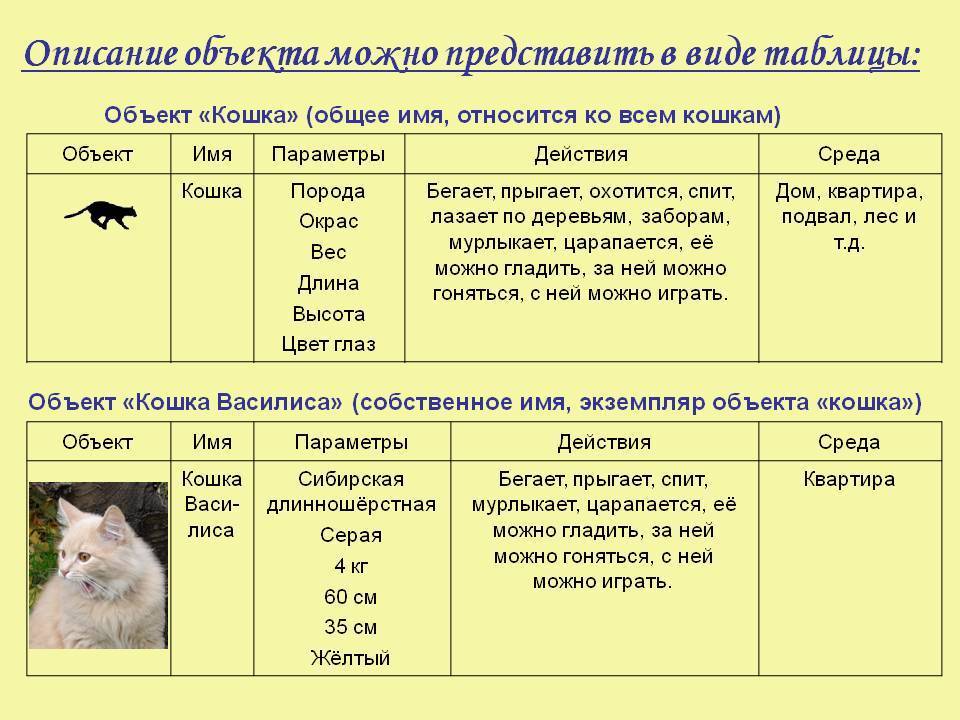 5 типов кошек. Таблица основных характеристик пород кошек. Сравнение пород кошек таблица. Табличная модель кошки. Таблица основных характеристик поведения кошек.