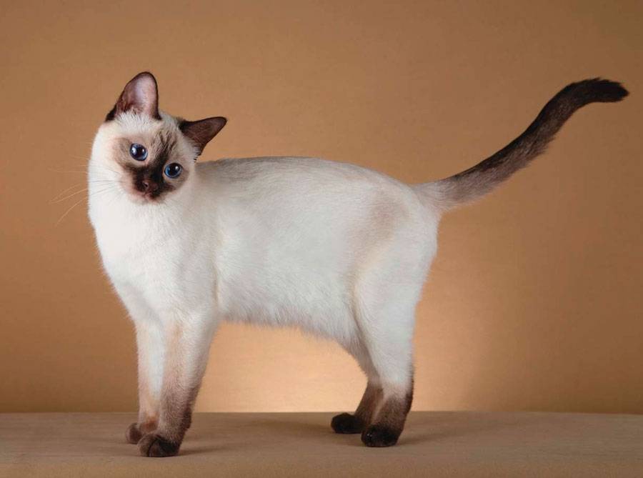 Сиамские кошки: информация и характерные особенности