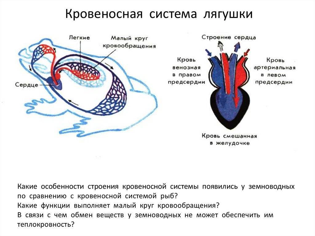 На рисунке сосуды малого круга кровообращения лягушки обозначены цифрами