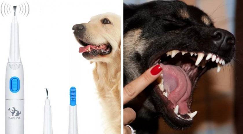 Зубной камень у собак
зубной камень у собак