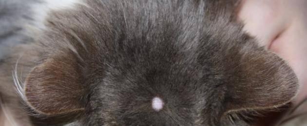 Что провоцирует выпадение шерсти у кошек