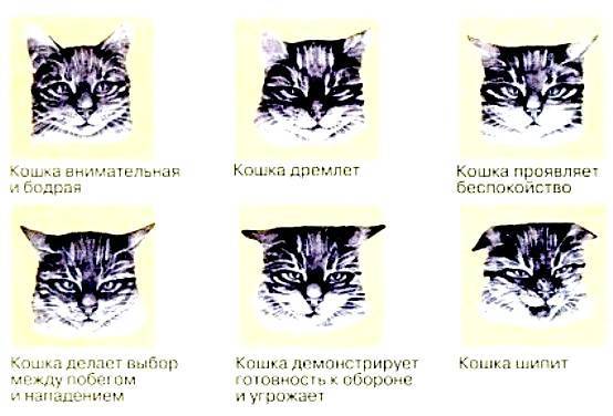 Характер кошек: породы, описание поведения, виды