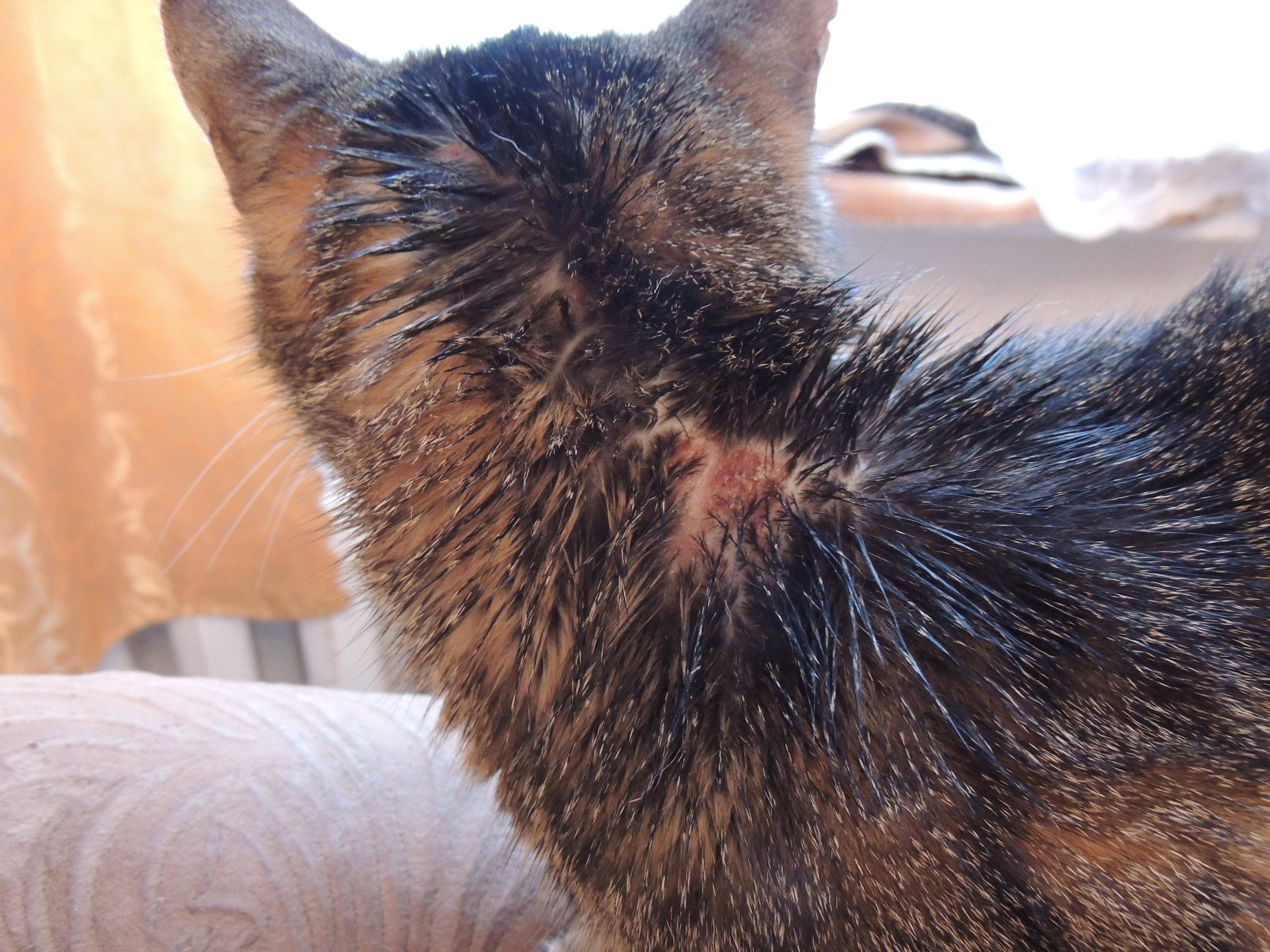 Подкожный клещ у кошек: симптомы и лечение