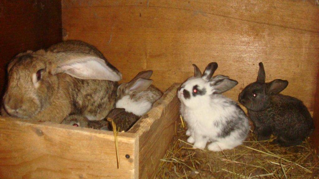 В каком возрасте можно спаривать кроликов: особенности половой зрелости, как правильно это делать