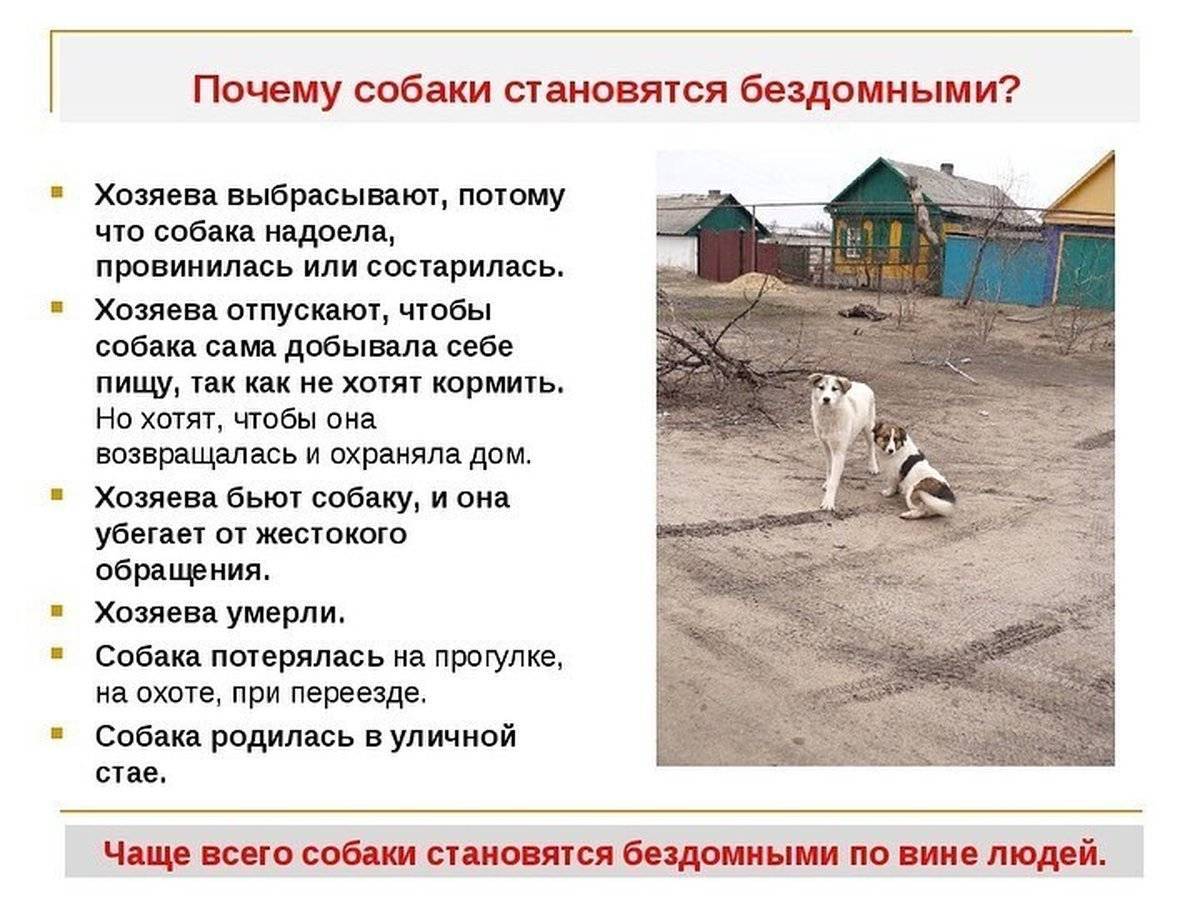 Как убрать бездомных собак с городских улиц