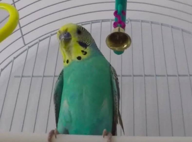 Почему волнистый попугай сидит на дне клетки