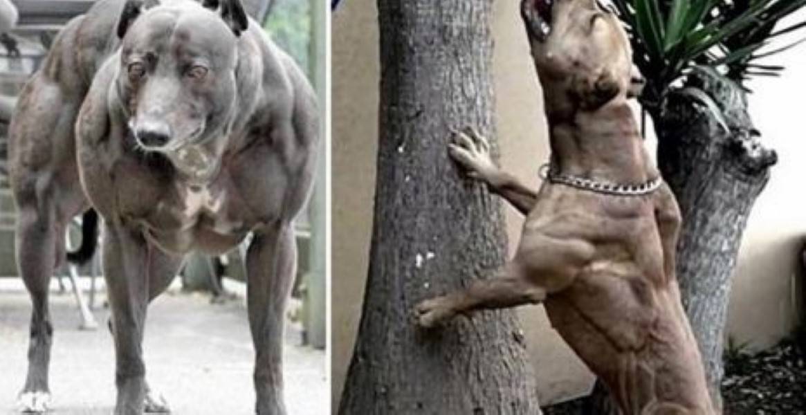 Сильный мускулистый пес. Стаффордширский терьер миостатин. Собака миостатин Стаффорд.