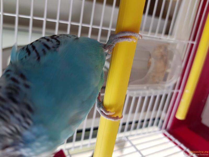 Болезни волнистых попугаев: симптомы, лечение и профилактика | zoodom