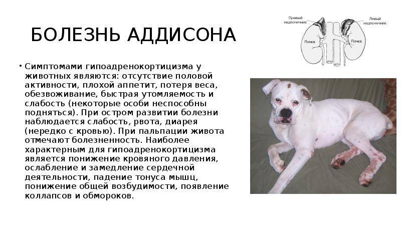 Assauwehof - ветеринарный справочник для владельцев собак