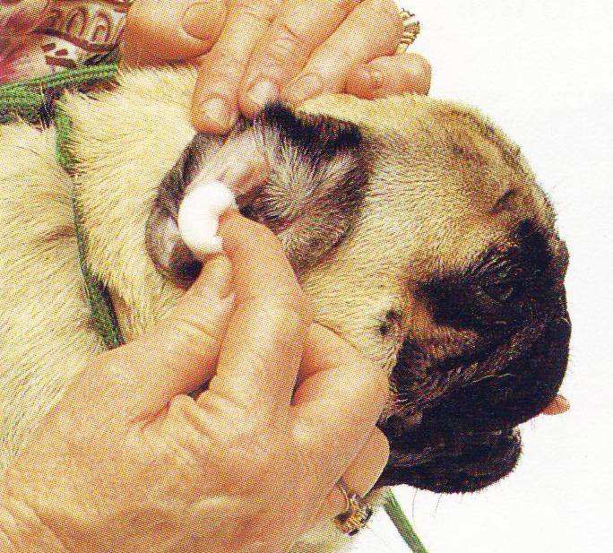 Болезни ушей у собак: симптомы, лечение | ветмед
