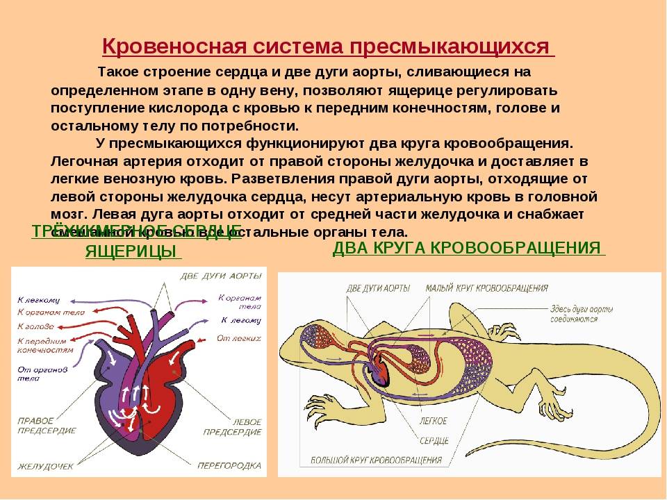 Кардиогенез :: прогрессивное усложнение сердца (сердце животных и человека, жеденов, 1954)