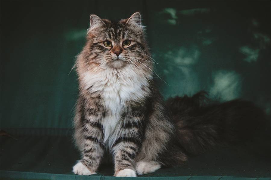 Сибирская кошка - особенности, характер и болезни породы. содержание и уход за сибирской кошкой – petadvisor