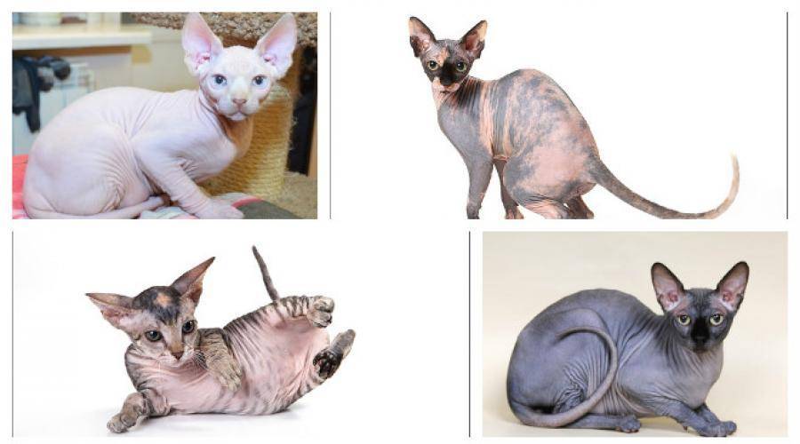 Питербургский сфинкс — кошки породы петерболд