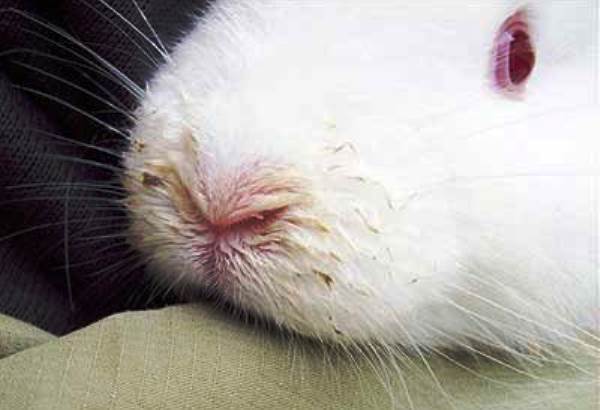 Ринит у кроликов: причины и симптомы, лечение насморка и профилактика