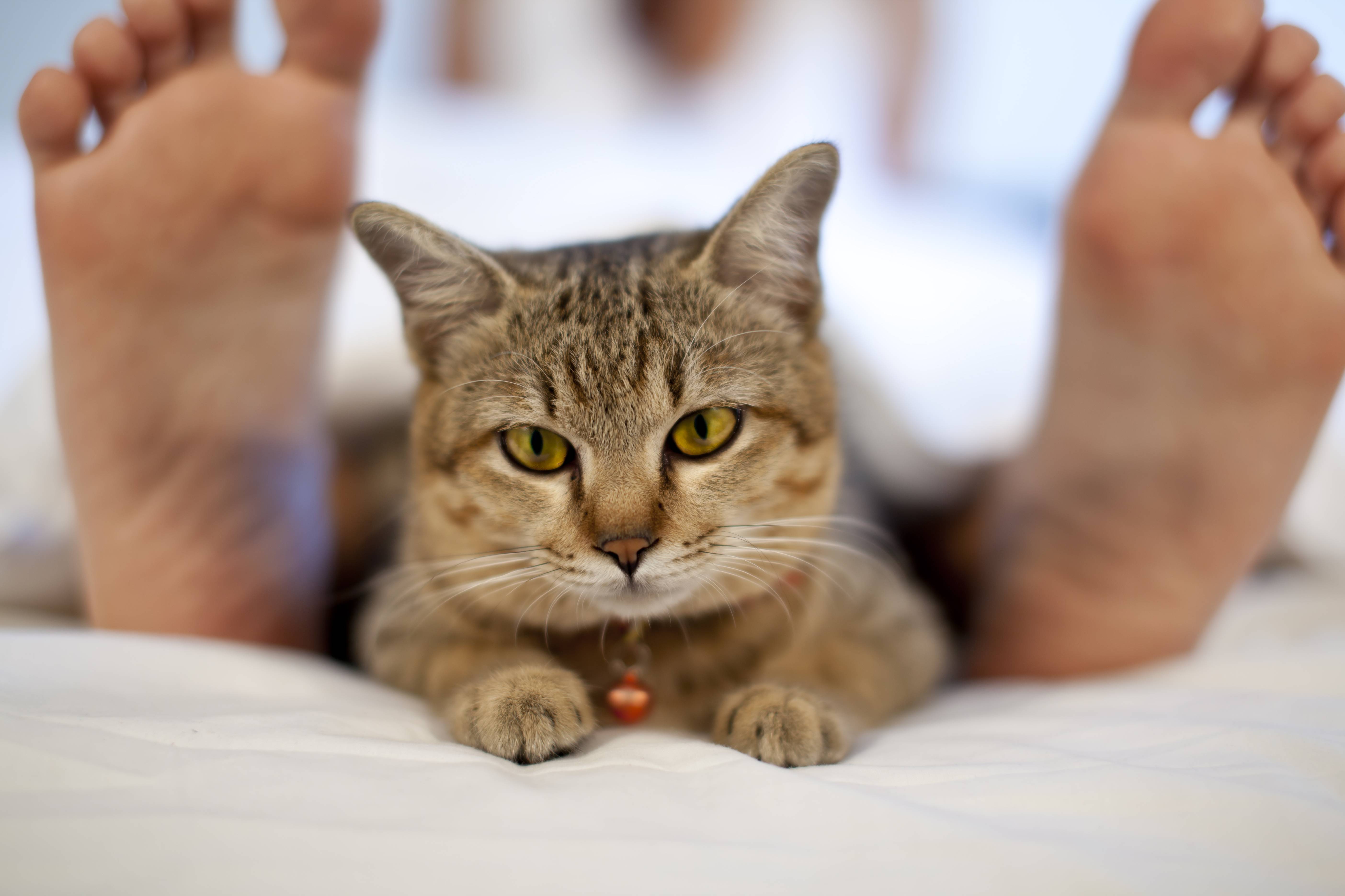 Почему кошки спят в ногах | у хозяина или хозяйки