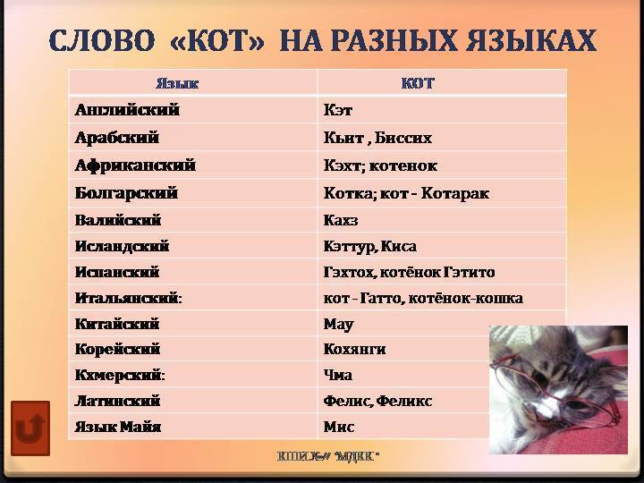 Самые красивые имена для кошек-девочек: 10 лёгких современных кличек для серых русских, сиамских, британских, шотландских вислоухих, чёрных, трехцветных пород