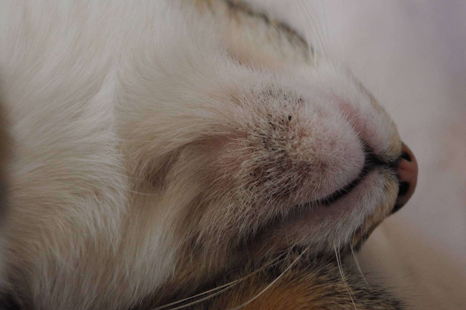 Акне у кошек на подбородке: причины и лечение