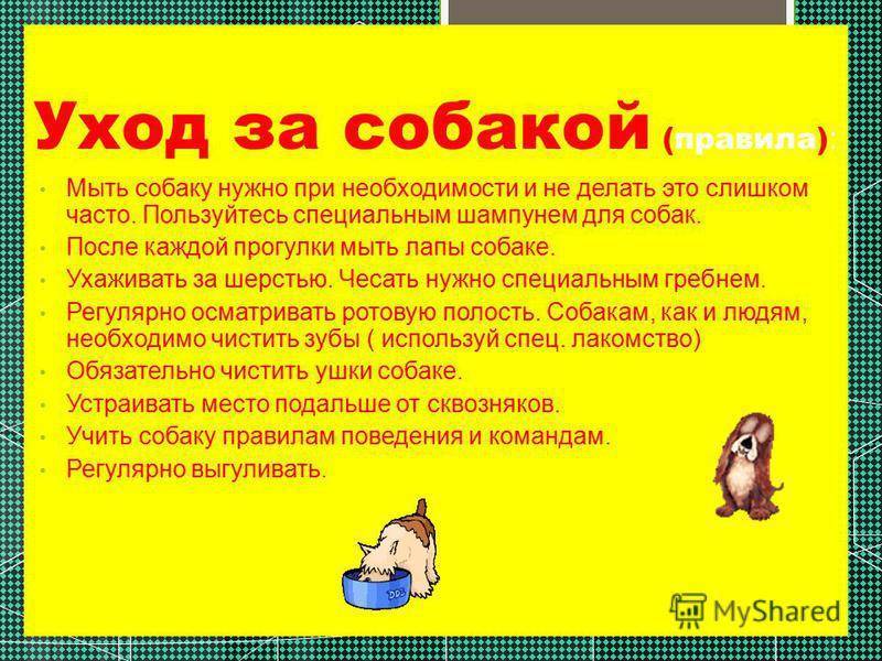 Сколько корма давать собаке в день: расчет суточной порции для взрослых животных и щенков, общие рекомендации, таблицы