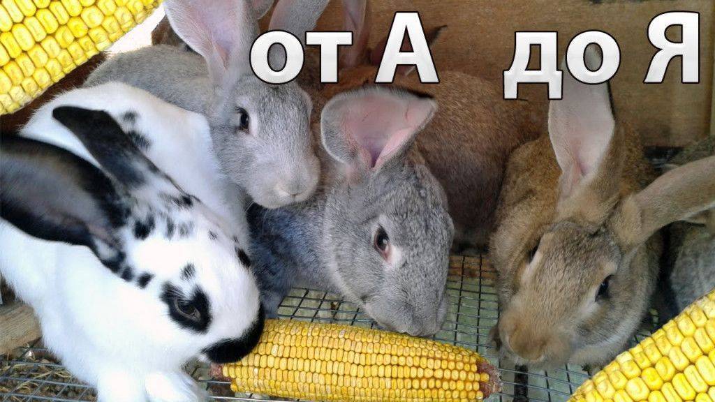 Чем кормить кроликов в домашних условиях зимой и летом
