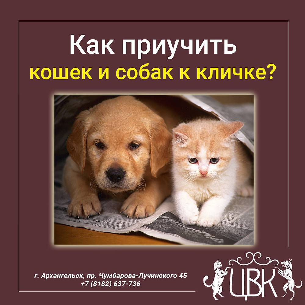 ᐉ адаптация кошки в новом доме - ➡ motildazoo.ru