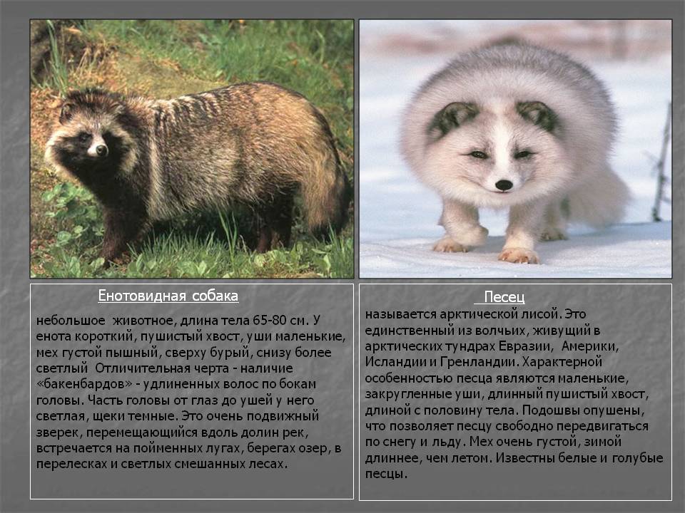 Чем отличается енот-полоскун от обычного енота?