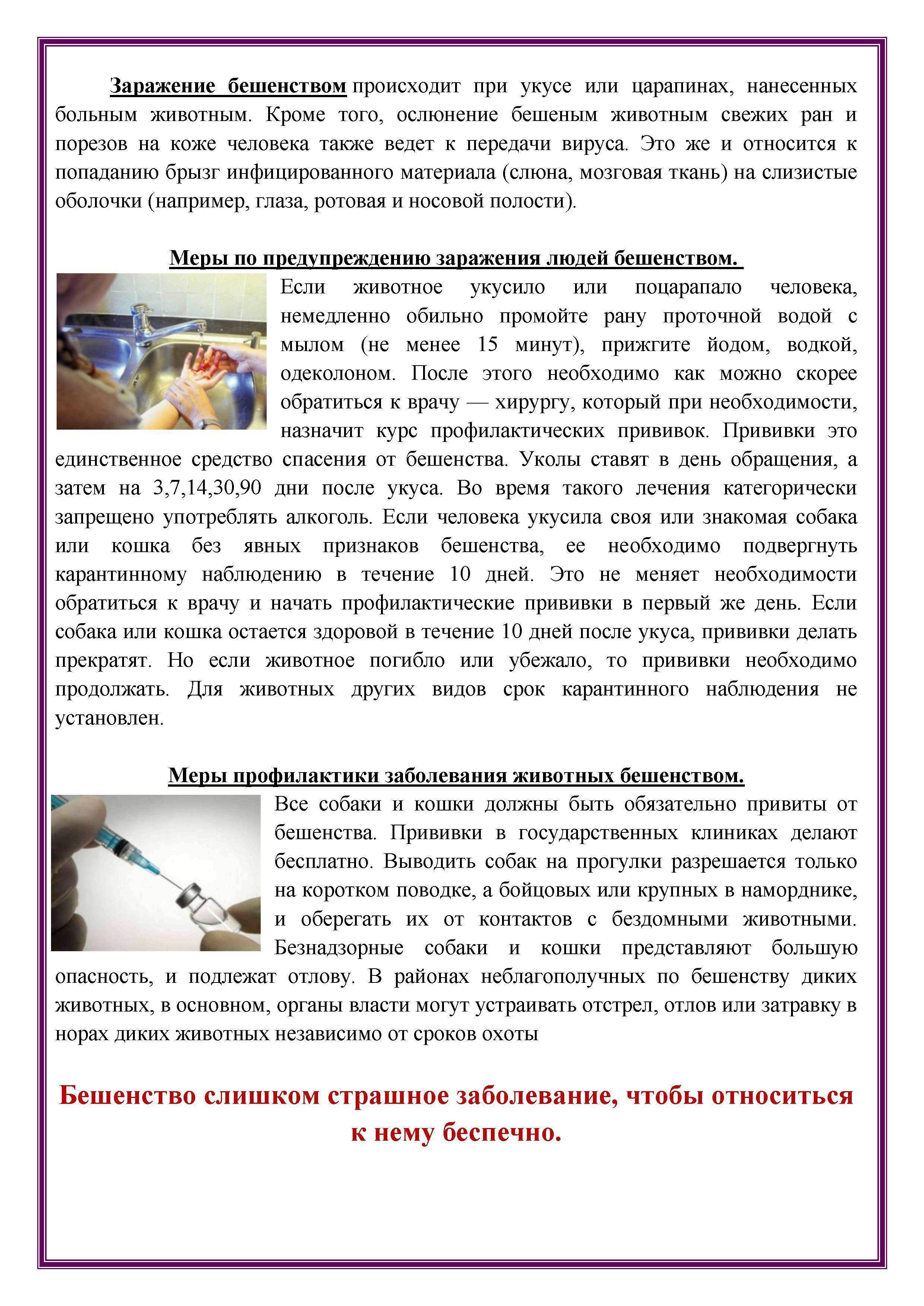 Прививка от бешенства кошке: виды вакцин и сроки вакцинации, отзывы