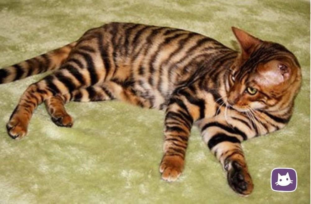 Тигровые кошки (25 фото): описание пород котов тигрового окраса. содержание домашних котят, похожих на тигрят