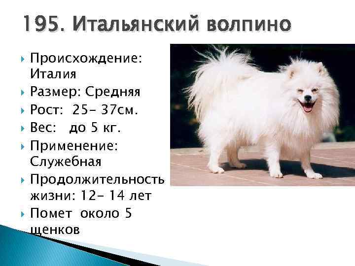Сколько живут шпицы. продолжительность жизни шпица