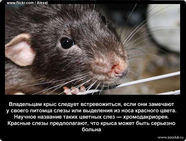 Уход за домашней крысы. советы по содержанию