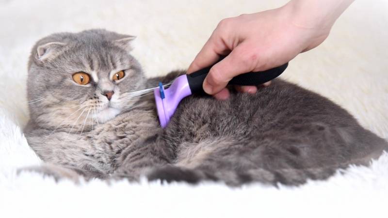 Фурминатор для кошек и котов: что это, как выбрать и пользоваться