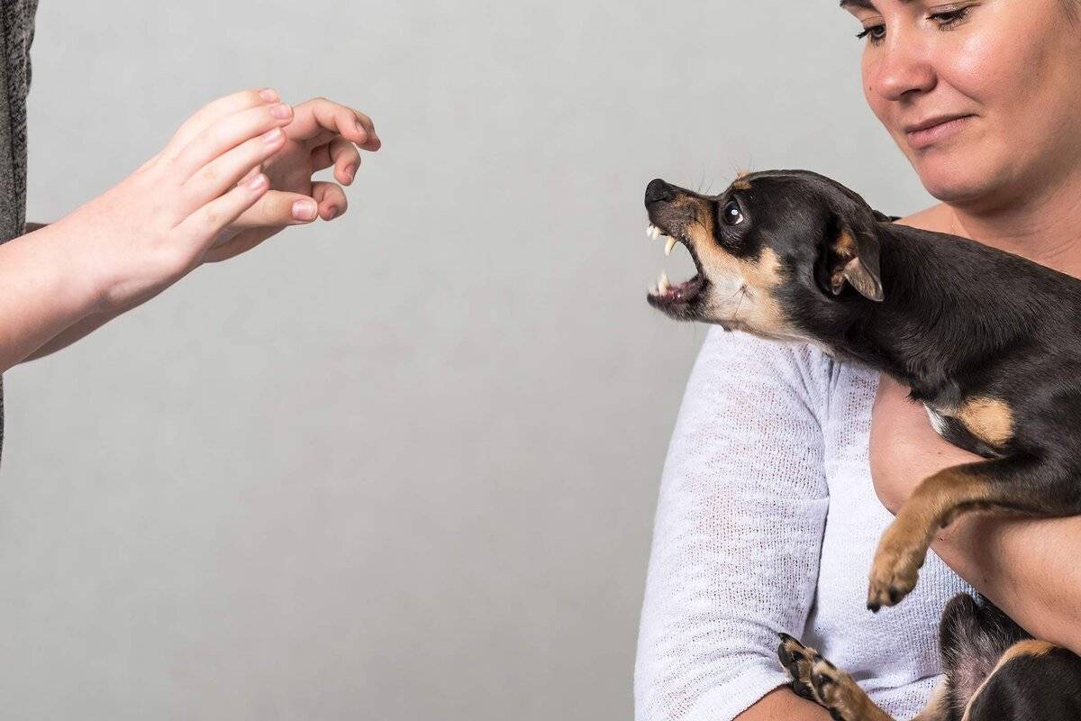 Как показать собаке, что ты вожак: 5 типов поведения настоящего хозяина | ваши питомцы