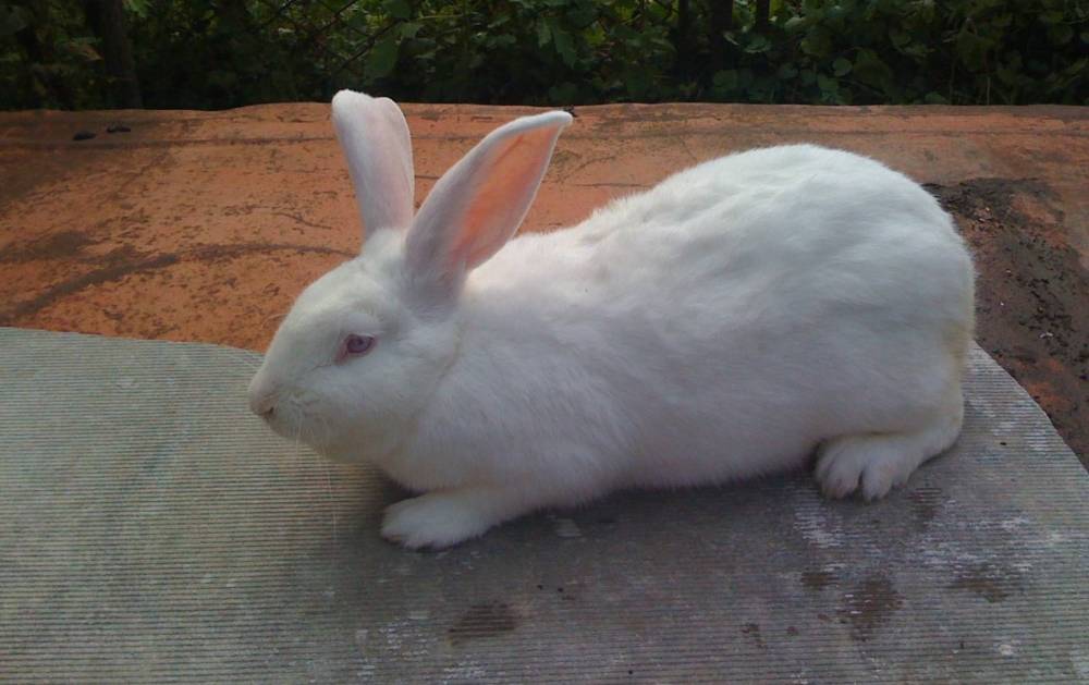 Все о породе кролика «белый паннон»