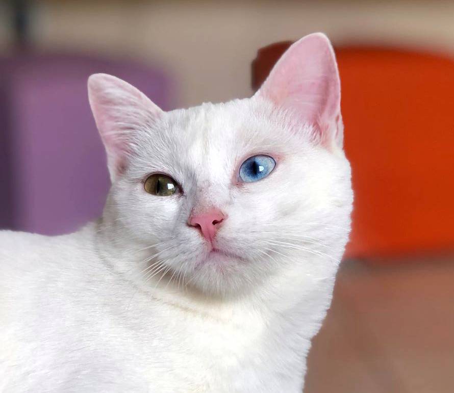 Откуда берутся разноглазые кошки, как называется порода котов с разноцветными глазами, описание и фото кошек с разным цветом глаз