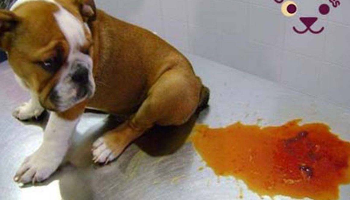 Лечение цистита у собак в домашних условиях
