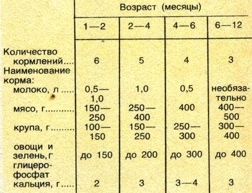 Можно ли давать чихуахуа кашу на молоке