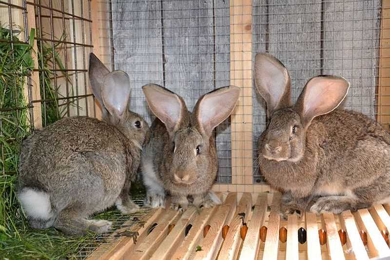 Кролики породы серый великан: описание и особенности выращивания в домашних условиях